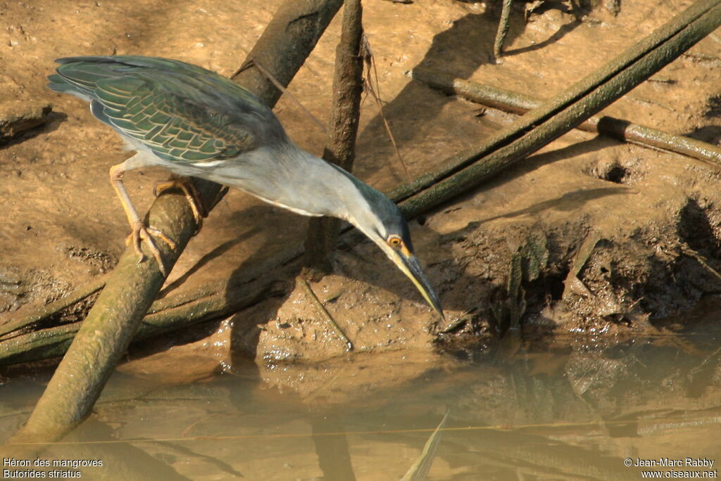 Little Heron