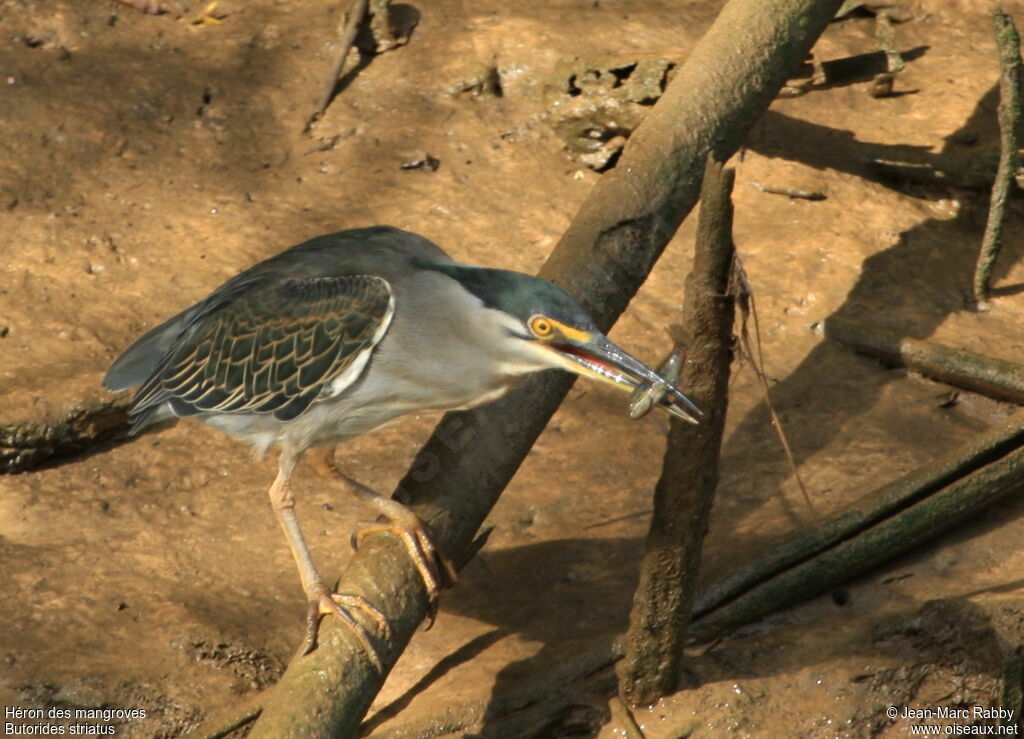 Little Heron