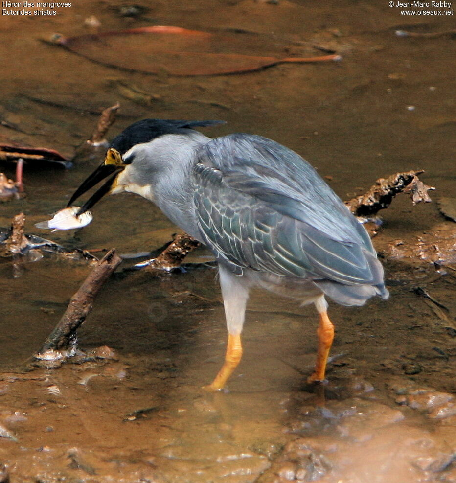 Little Heron, identification