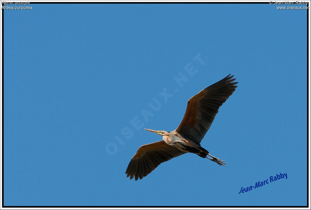Purple Heron, Flight