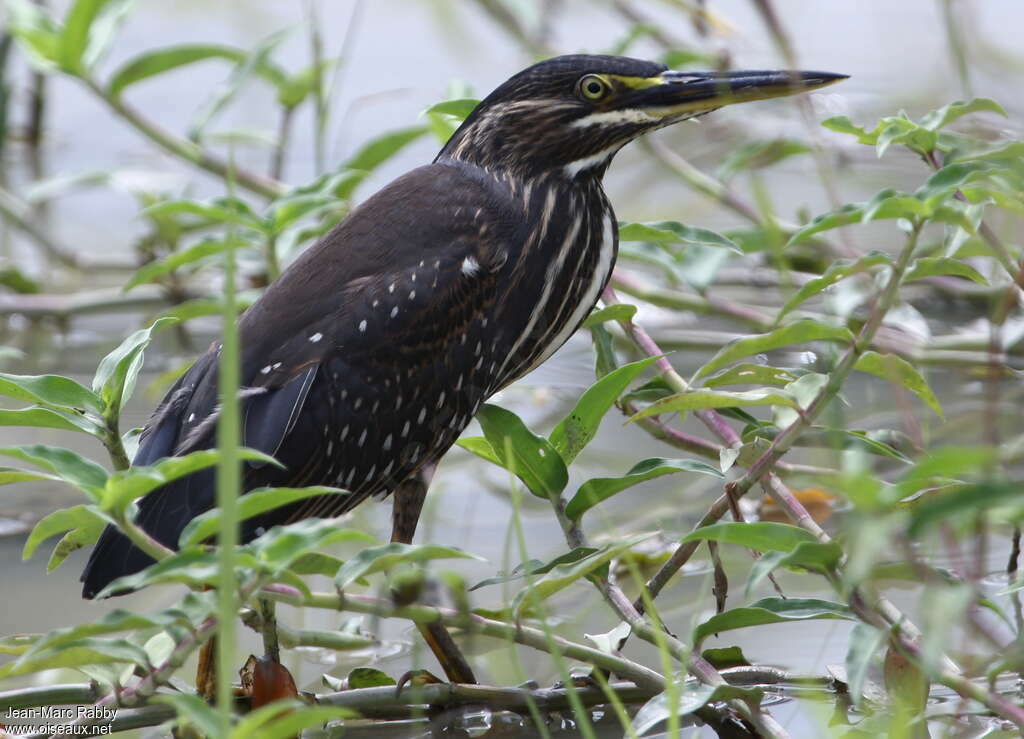 Striated Heron, pigmentation