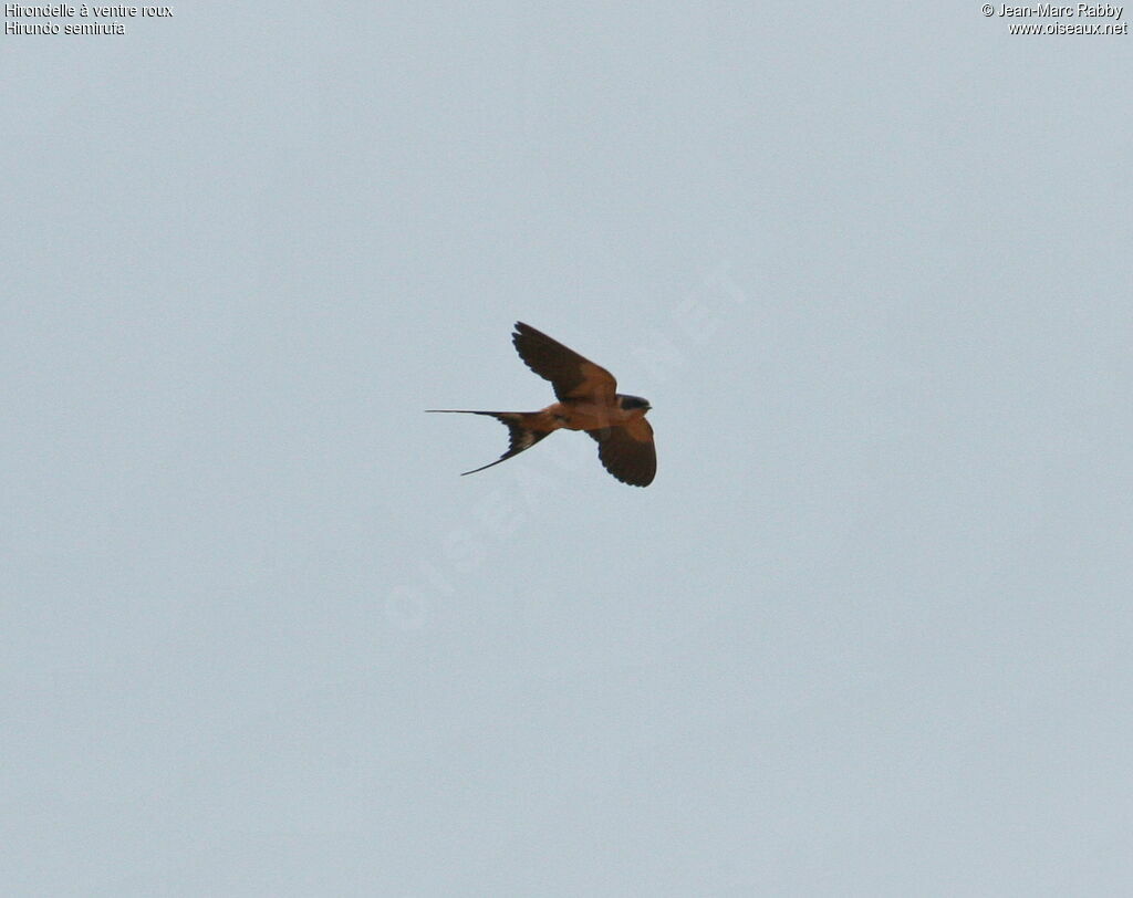 Hirondelle à ventre roux