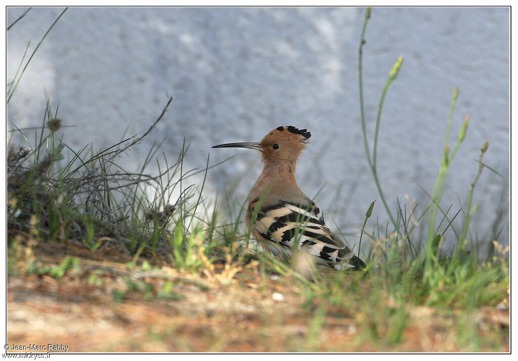 Huppe fasciée, identification