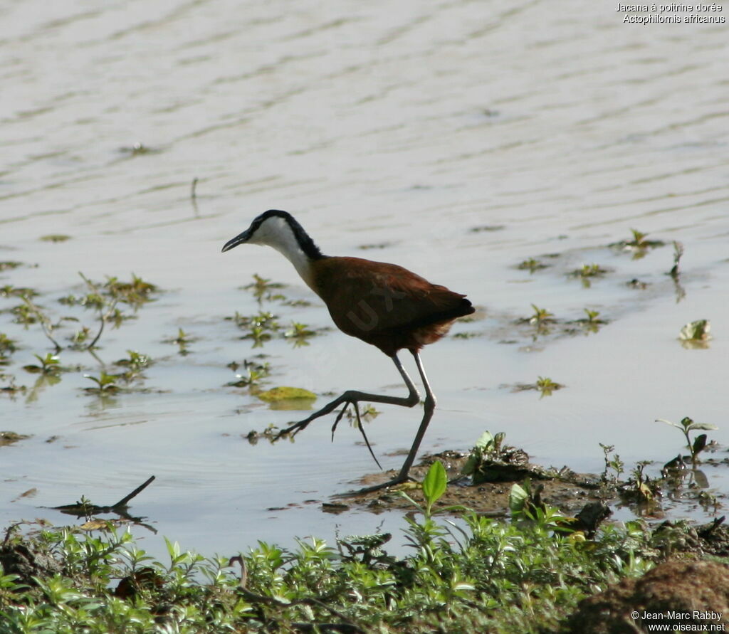 Jacana à poitrine dorée