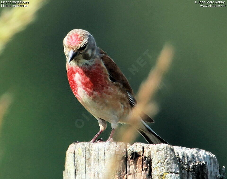 Linotte mélodieuse, identification
