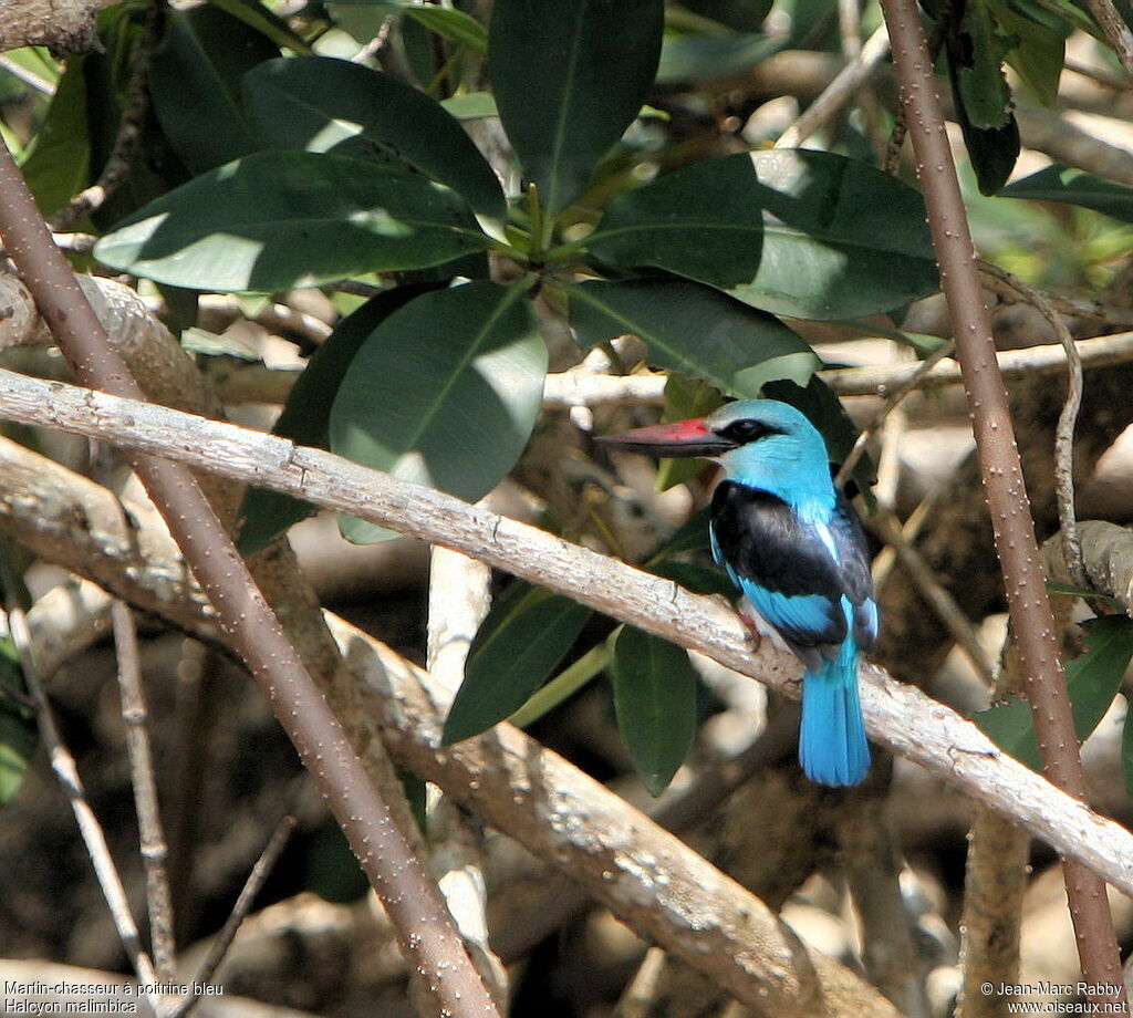 Martin-chasseur à poitrine bleue