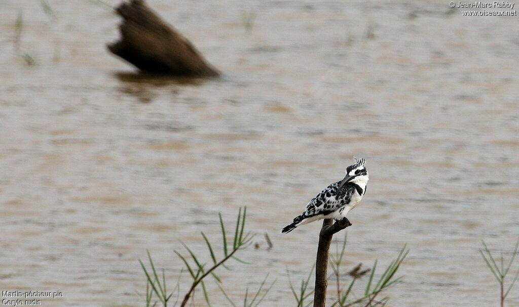 Martin-pêcheur pie, identification