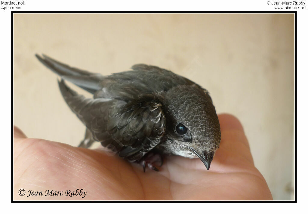 Common Swiftjuvenile, identification