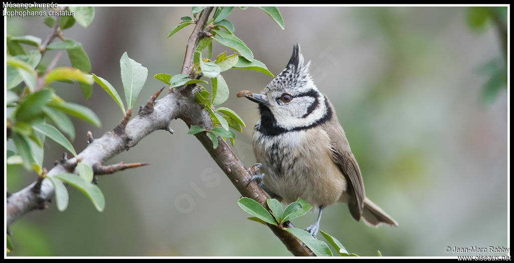 Mésange huppée, identification