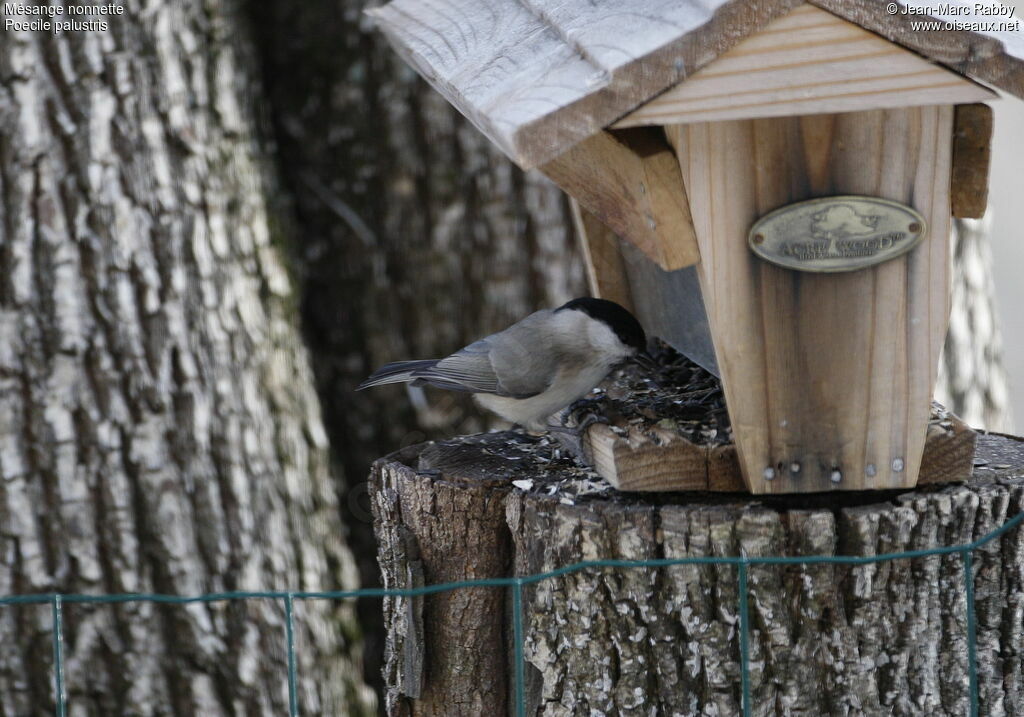 Mésange nonnette, identification