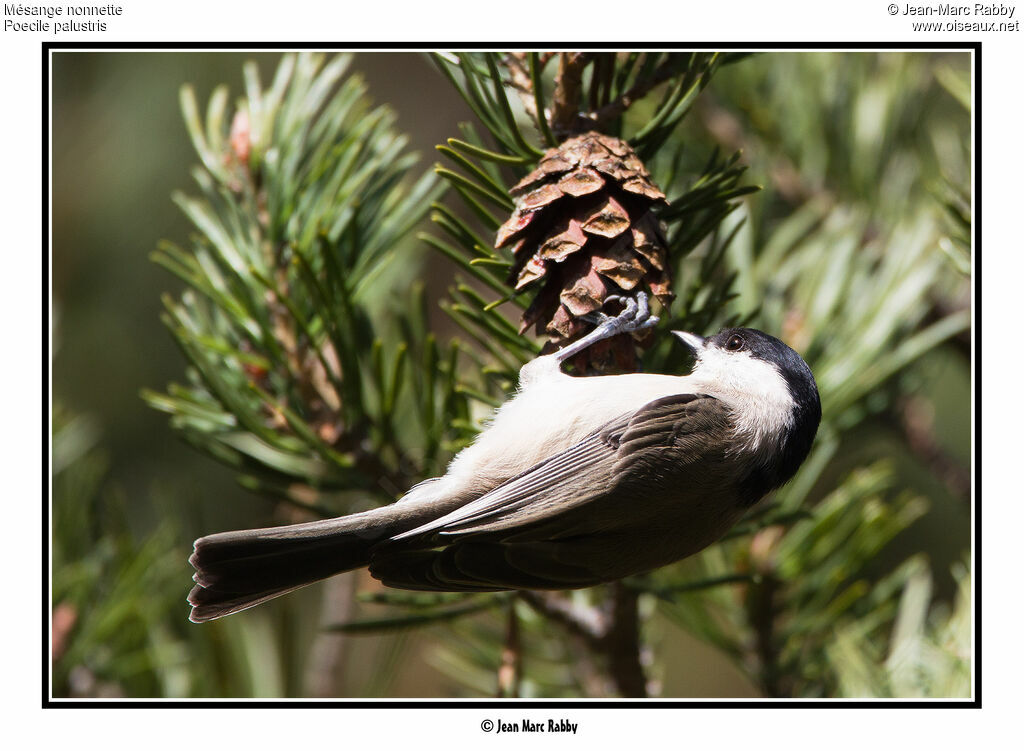 Mésange nonnette, identification