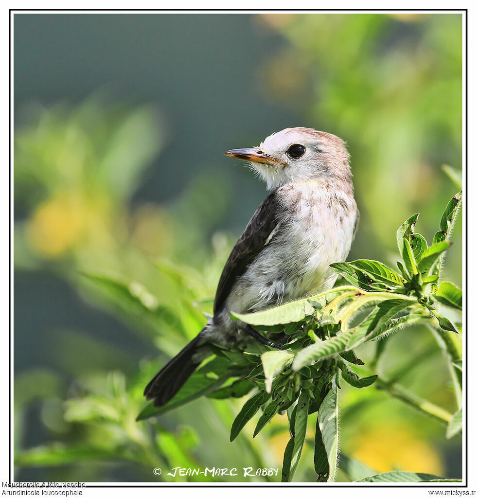 White-headed Marsh Tyrant male, identification