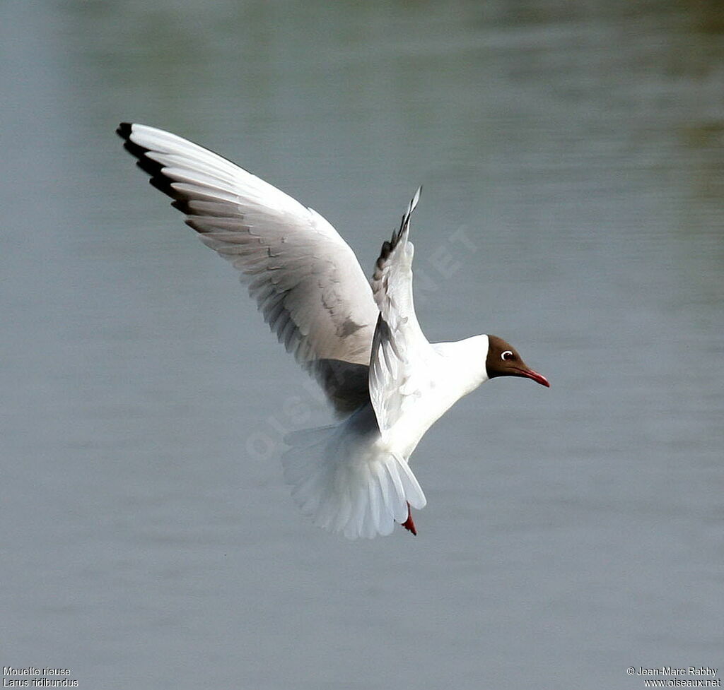 Black-headed Gull