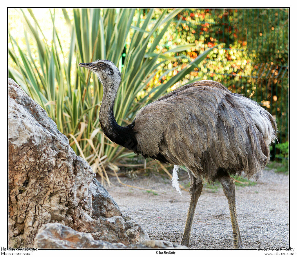 Greater Rhea, identification