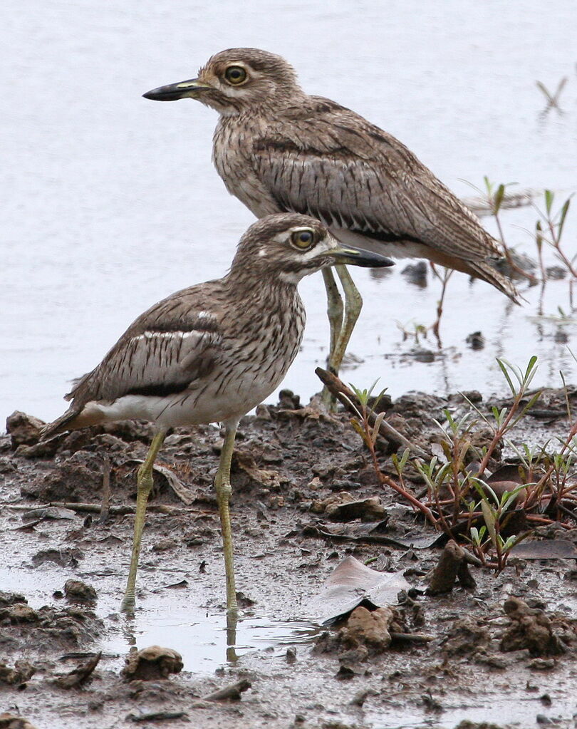 Water Thick-knee