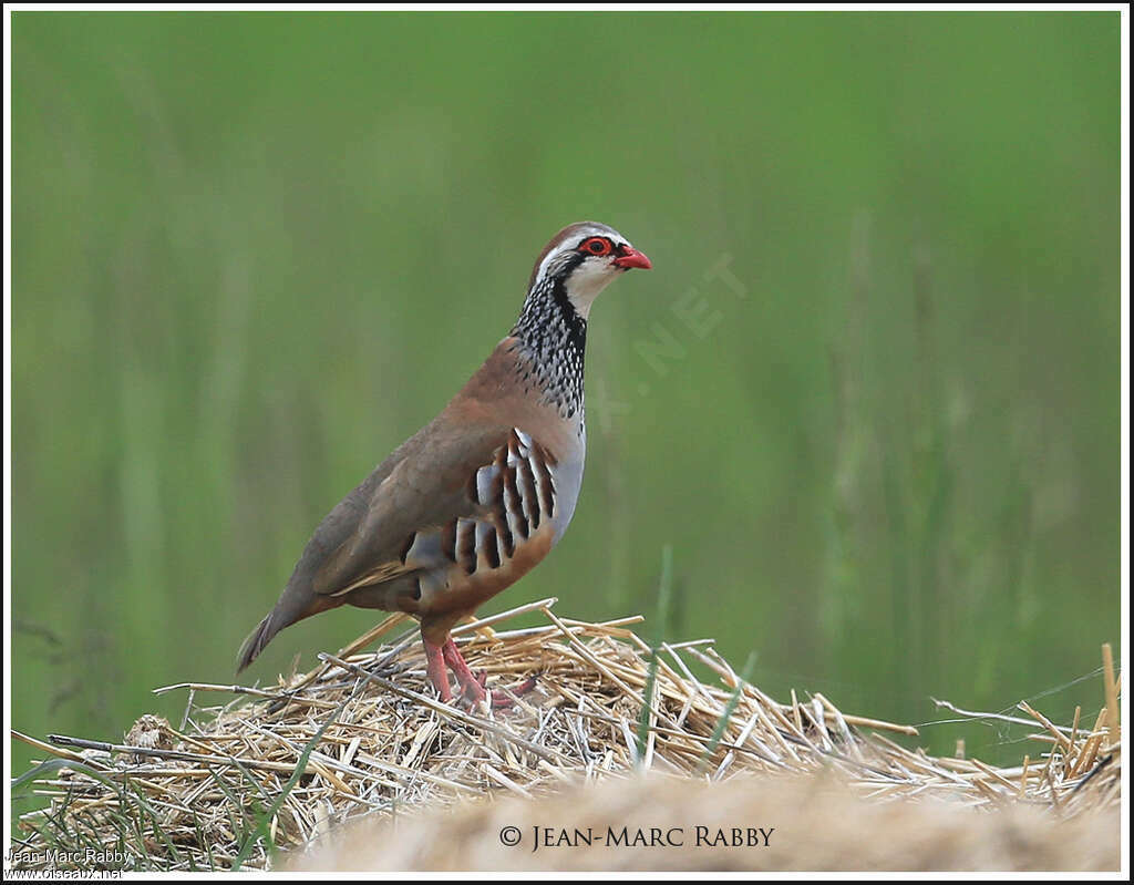 Red-legged Partridgeadult, identification