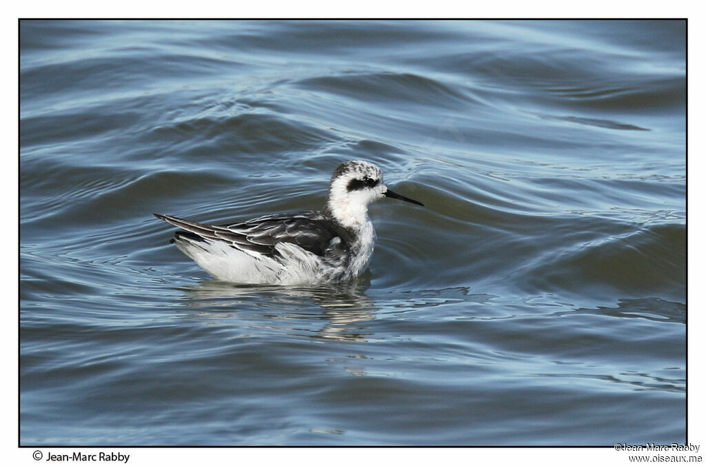 Phalarope à bec étroit, identification