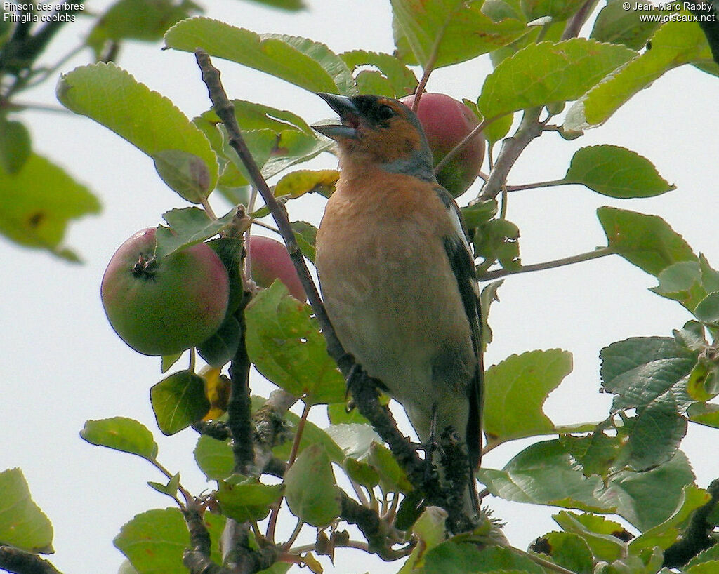 Eurasian Chaffinch, identification