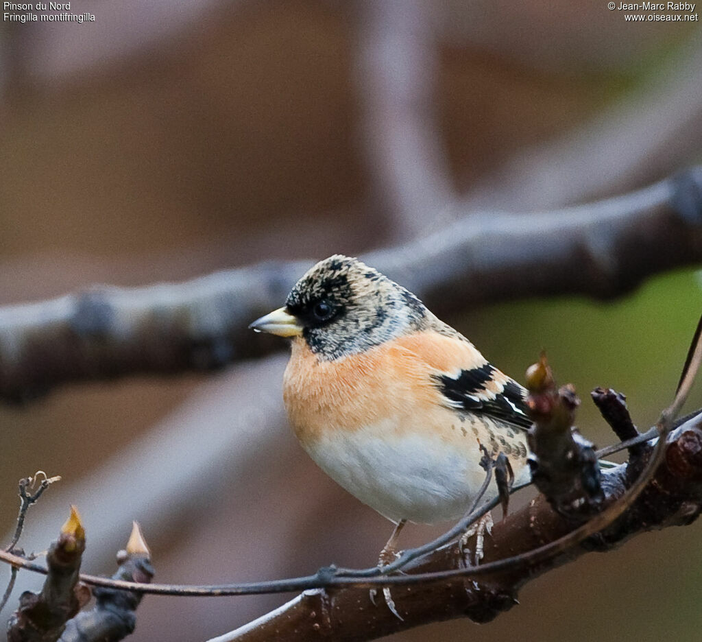 Pinson du Nord, identification