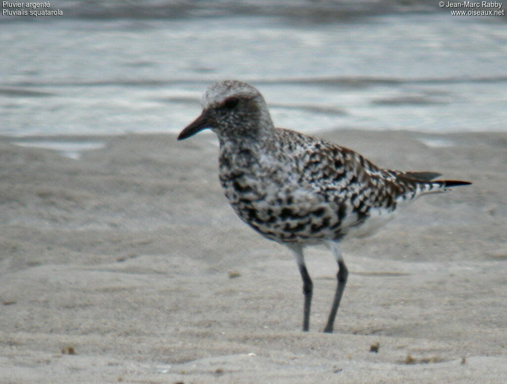 Grey Ploveradult breeding, identification