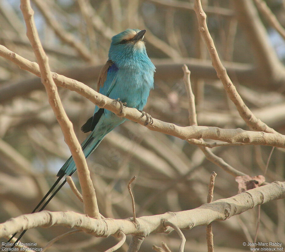 Abyssinian Roller