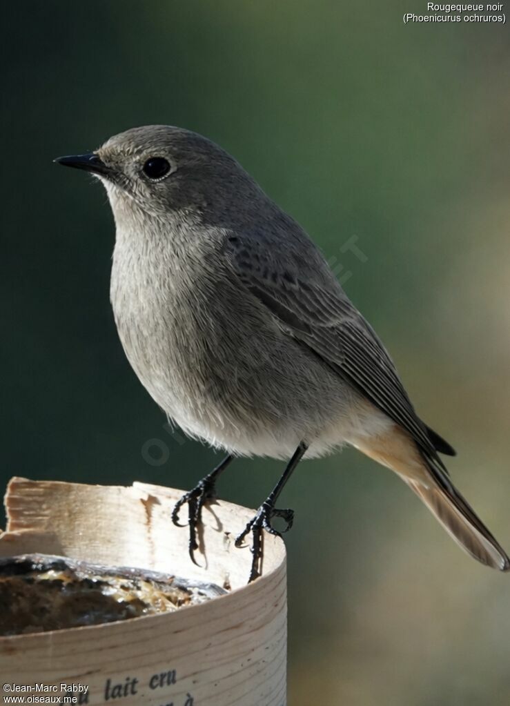 Rougequeue noir