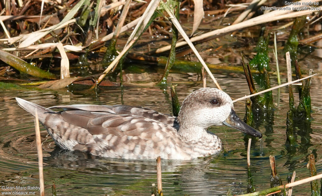 Marbled Duck