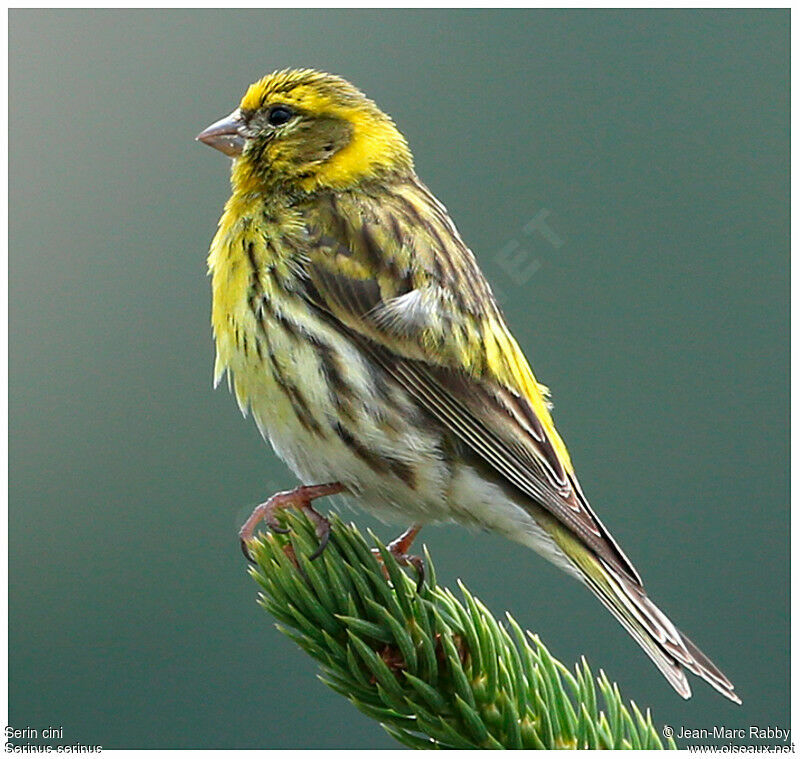 Serin ciniimmature, identification