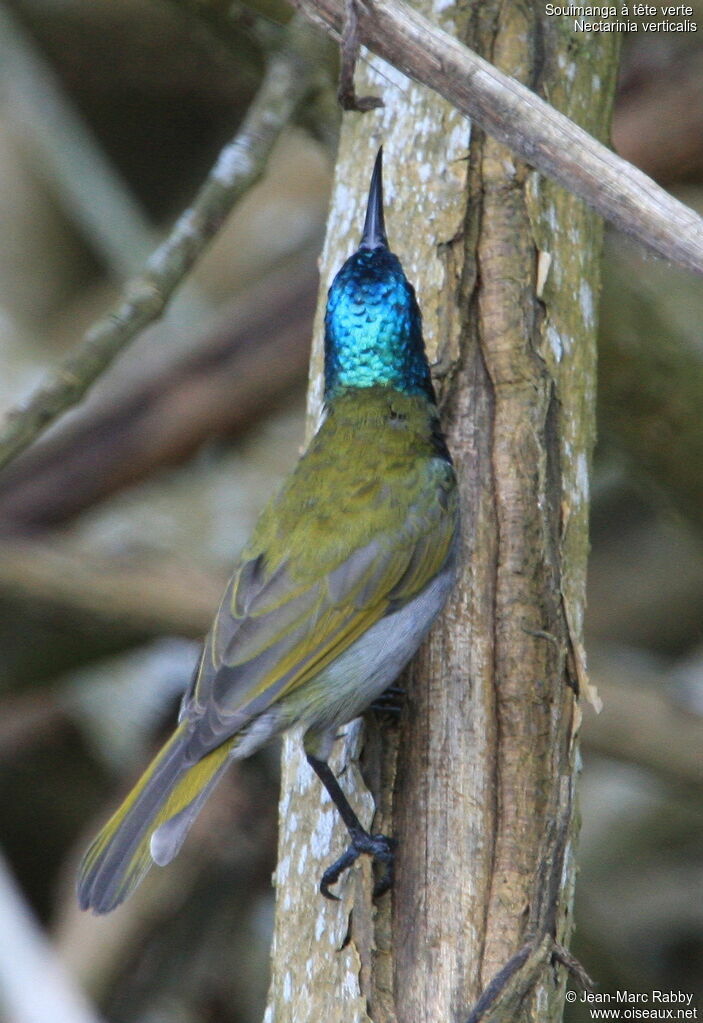 Souimanga à tête verte