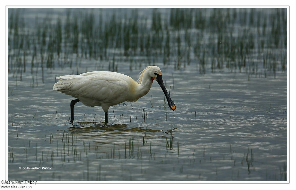 Eurasian Spoonbill, identification