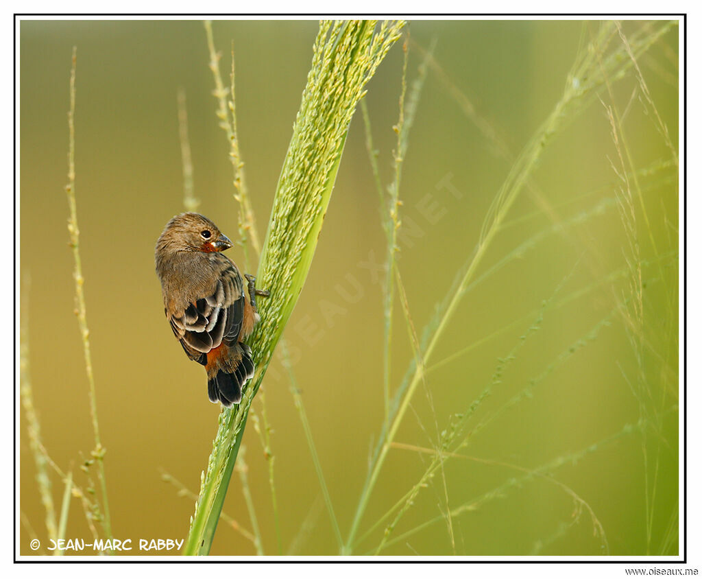Ruddy-breasted Seedeater, identification