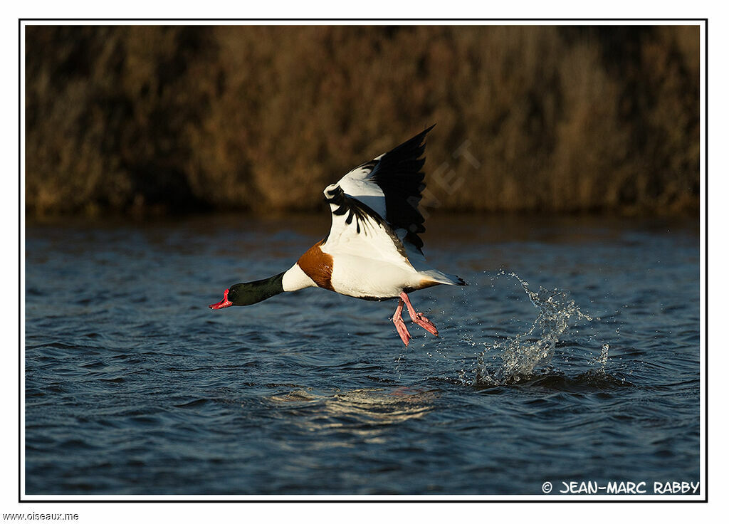 Common Shelduck male, identification