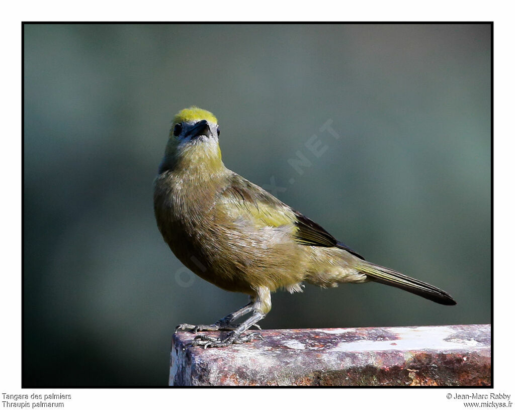 Tangara des palmiersjuvénile, identification