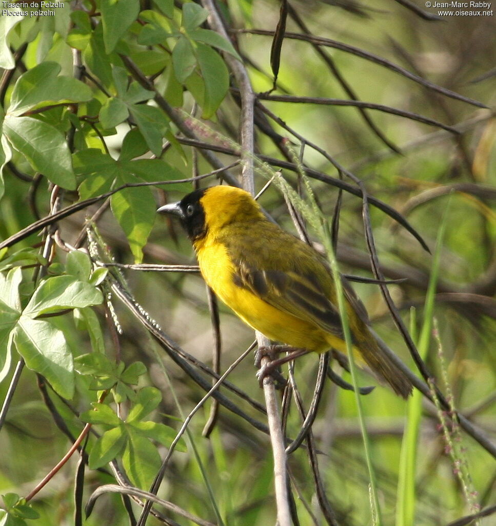 Tisserin de Pelzeln mâle, identification