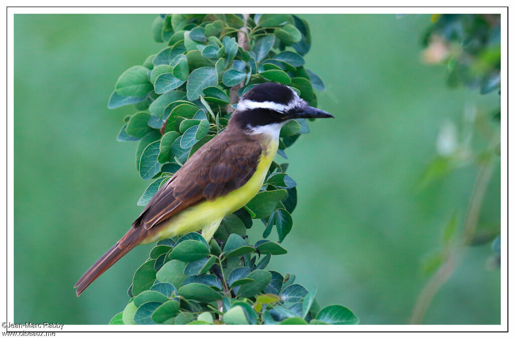 Lesser Kiskadee, identification