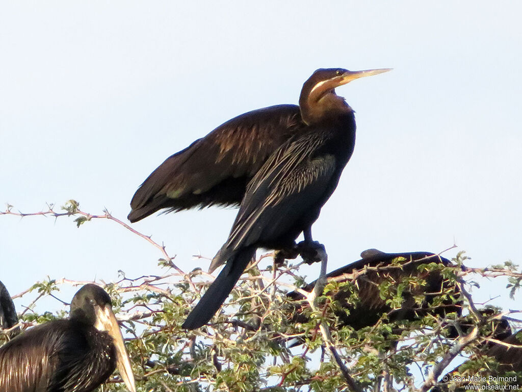 Anhinga d'Afrique