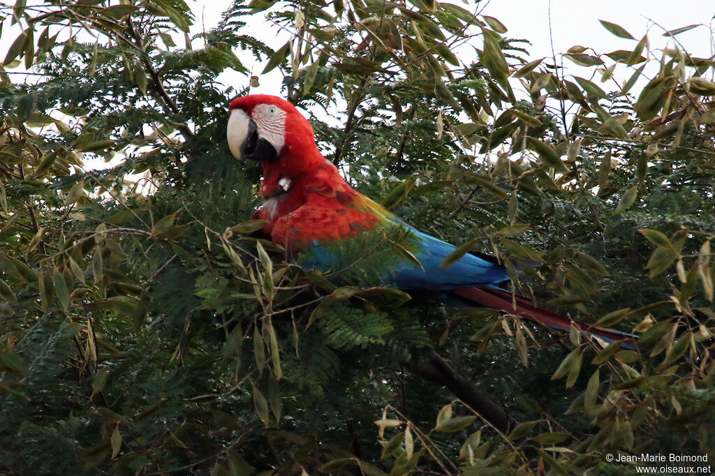 Red-and-green Macaw