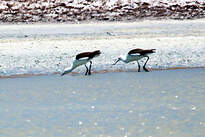 Avocette des Andes