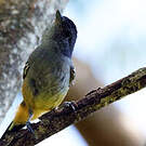 Batara bleuâtre