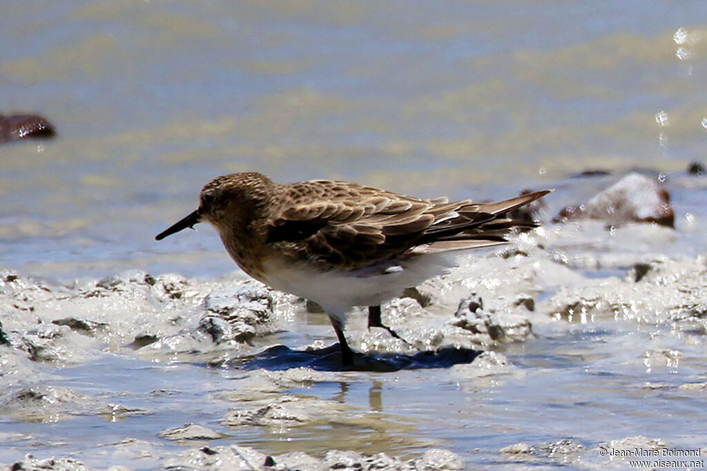 Bécasseau de Baird