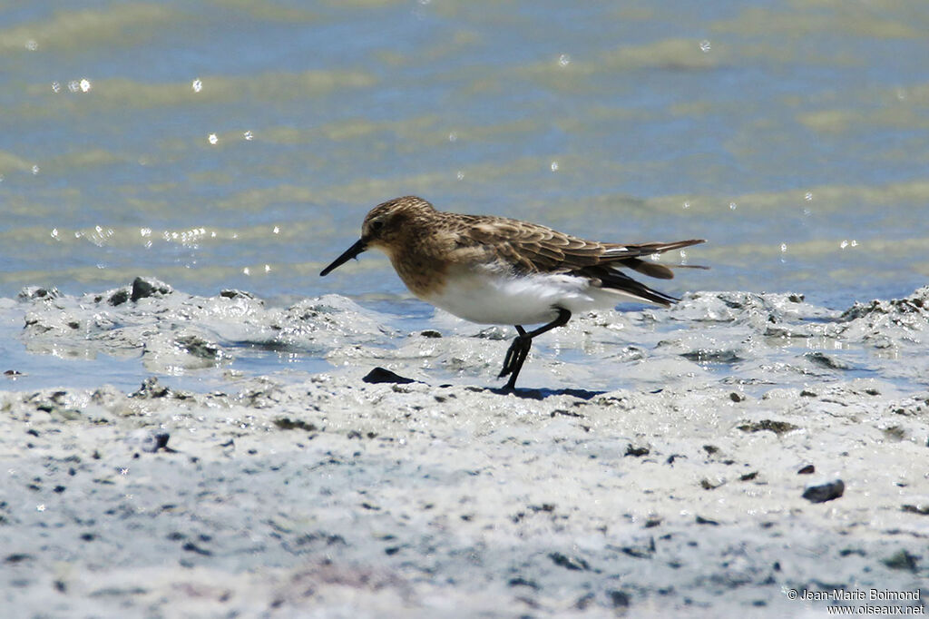 Bécasseau de Baird