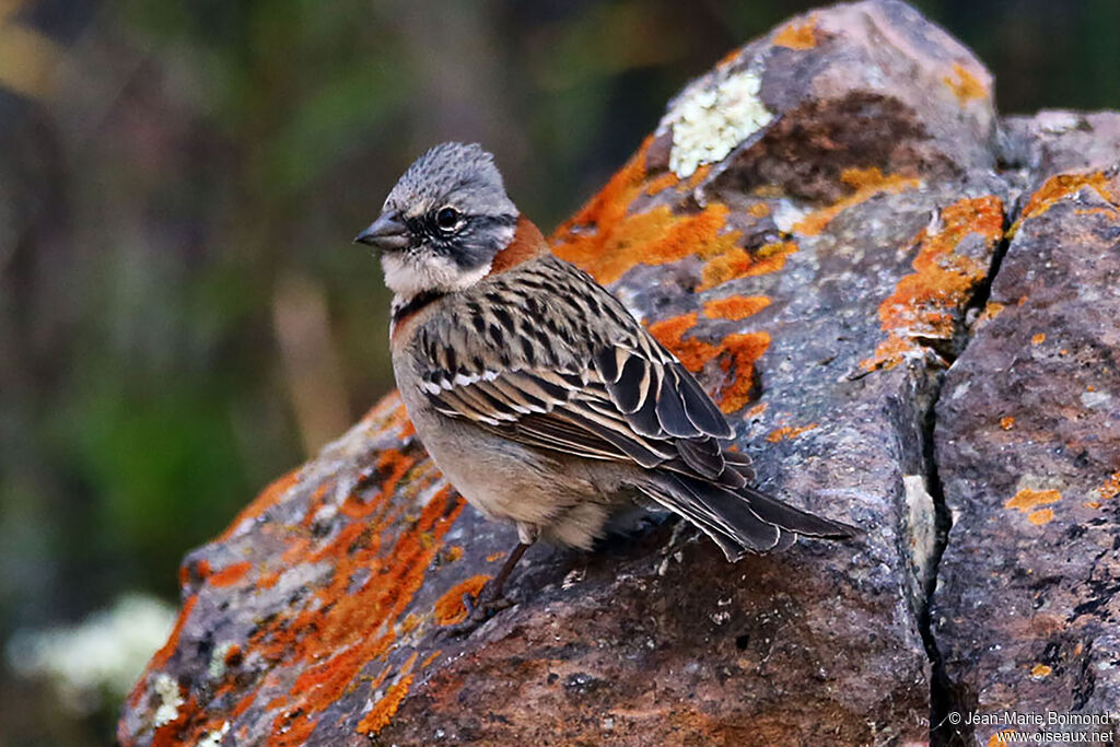 Bruant chingoloadulte