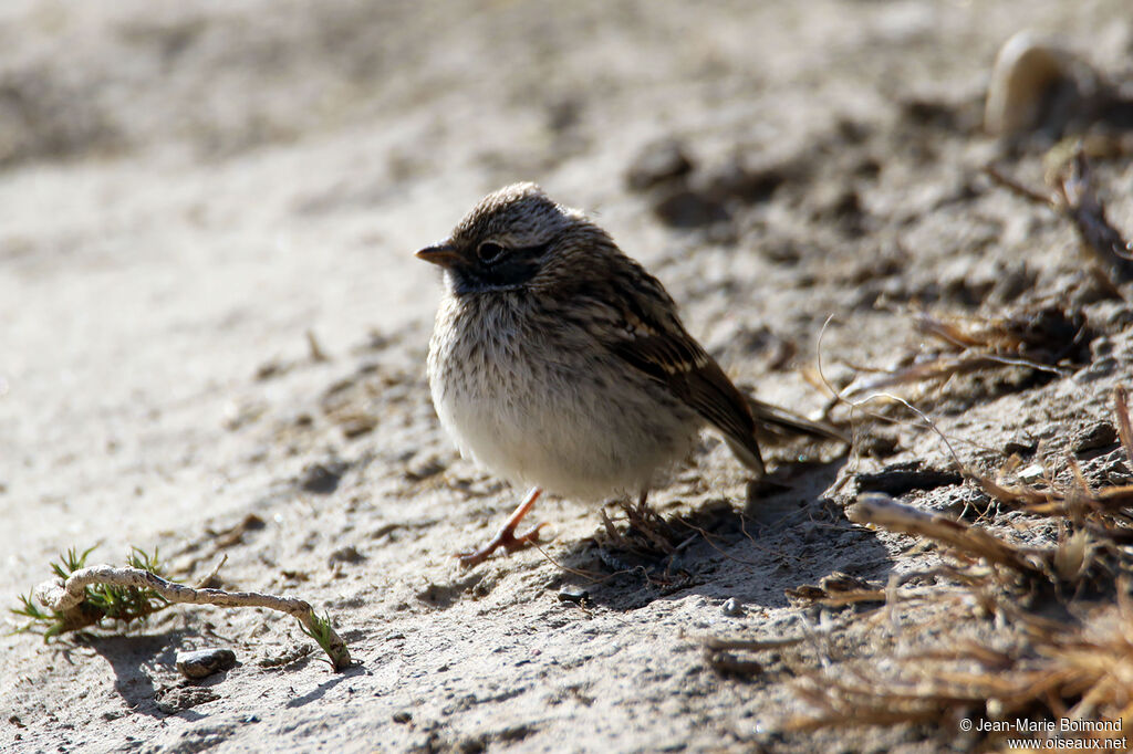 Bruant chingolojuvénile