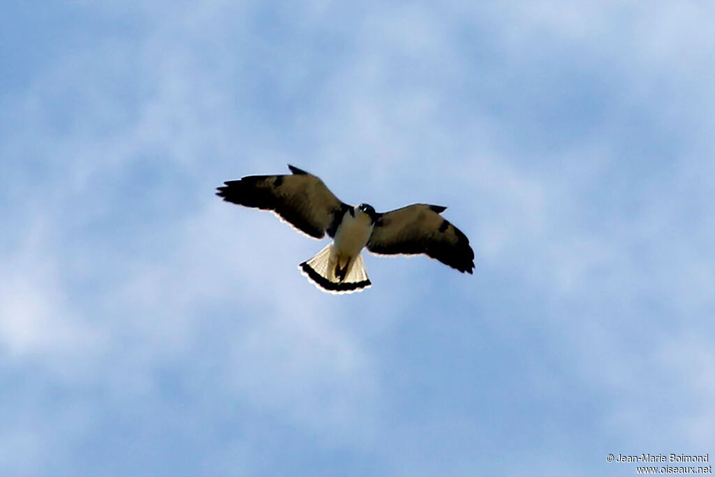 Buse à queue blanche