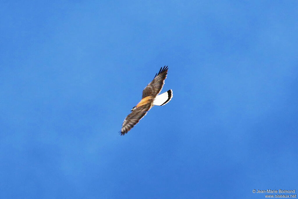 Buse à queue blanche