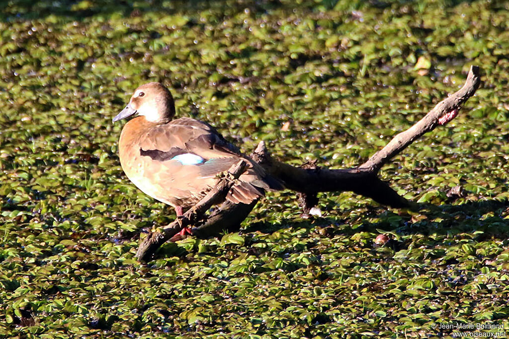 Canard amazonette femelle