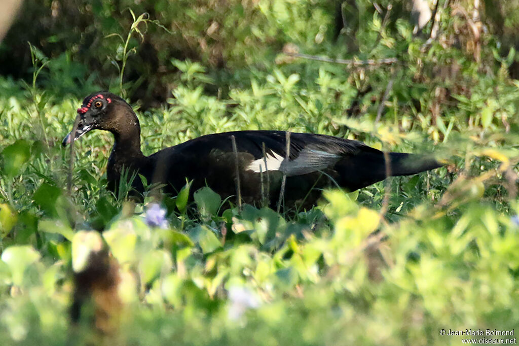 Canard musquéadulte