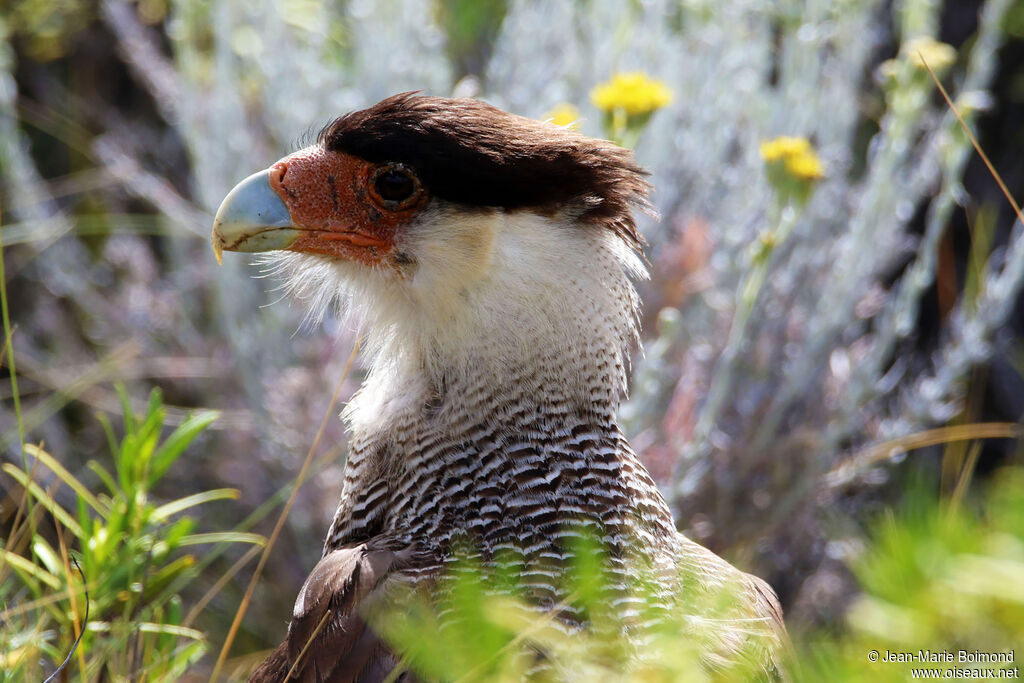Caracara huppé mâle