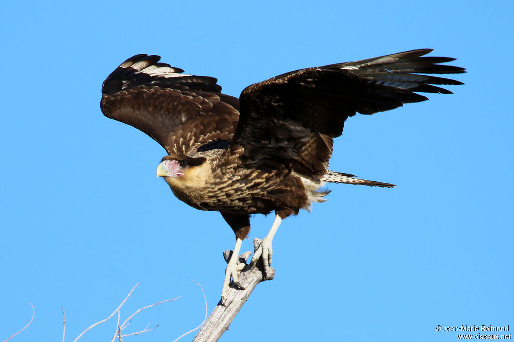 Caracara huppé femelle