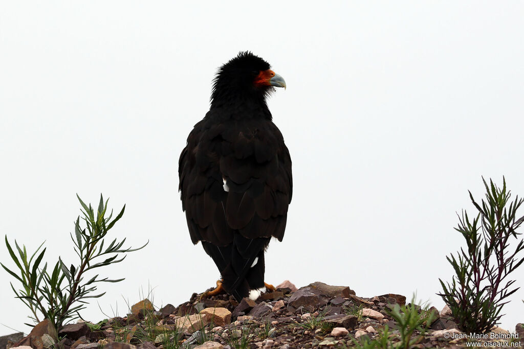 Caracara montagnard